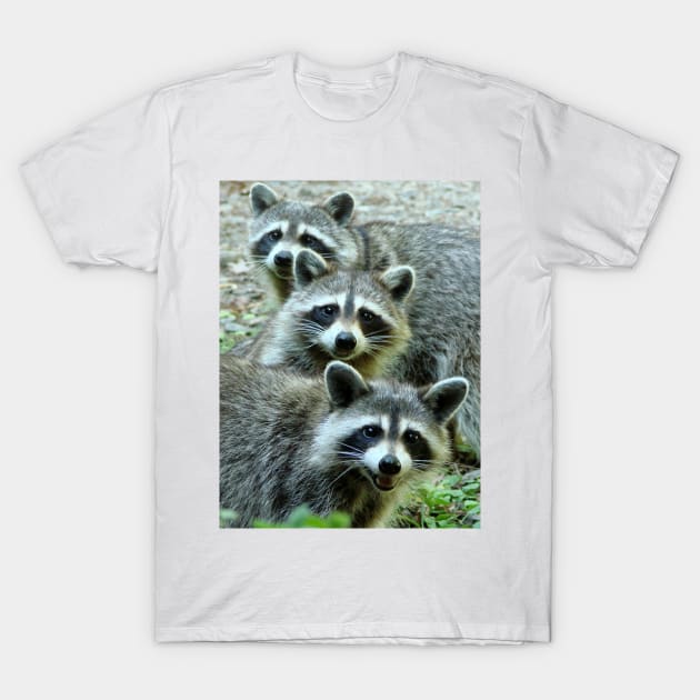 Three Raccoon T-Shirt by JeanGregoryEvans1